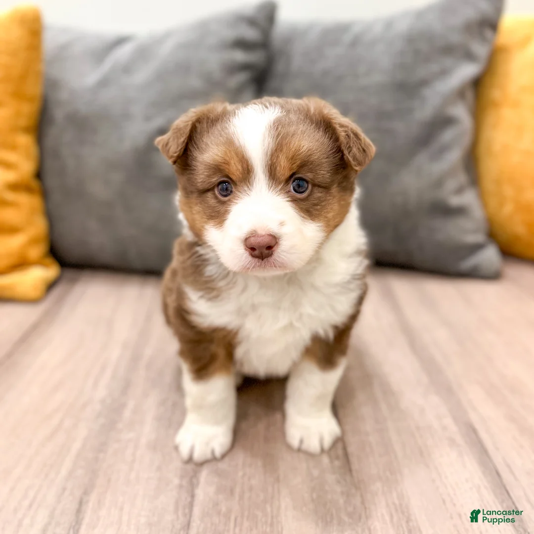 Australian Shepherd dogs for sale: Gracie - Ad 1