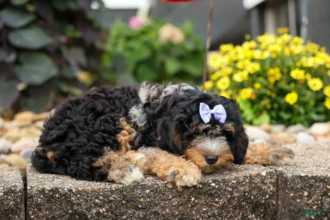 Cavapoo dogs for sale: Lainey❤️  - Ad 2