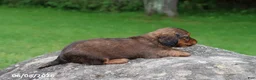 Miniature Dachshund dogs for sale: Archie - Ad 2