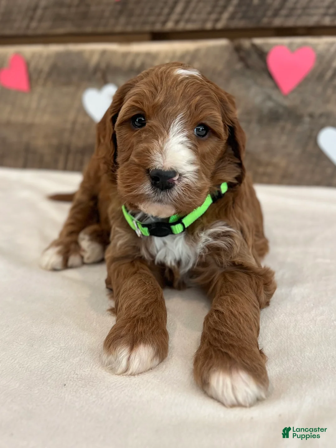 Irish Doodle dogs for sale: Theodore - Ad 4