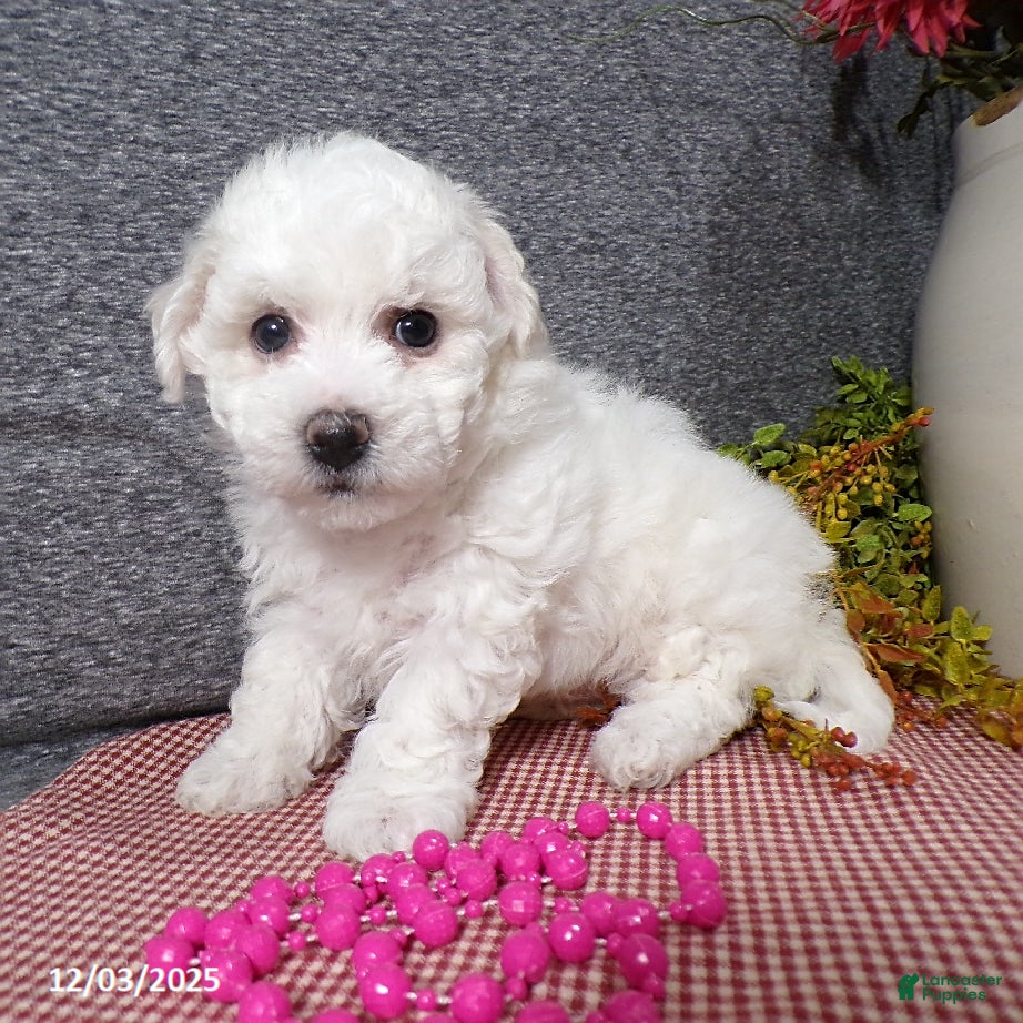Bichon Frise dogs Snowy - Ad 42