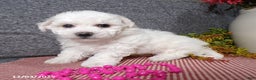Bichon Frise dogs for sale: Snowy - Ad 3