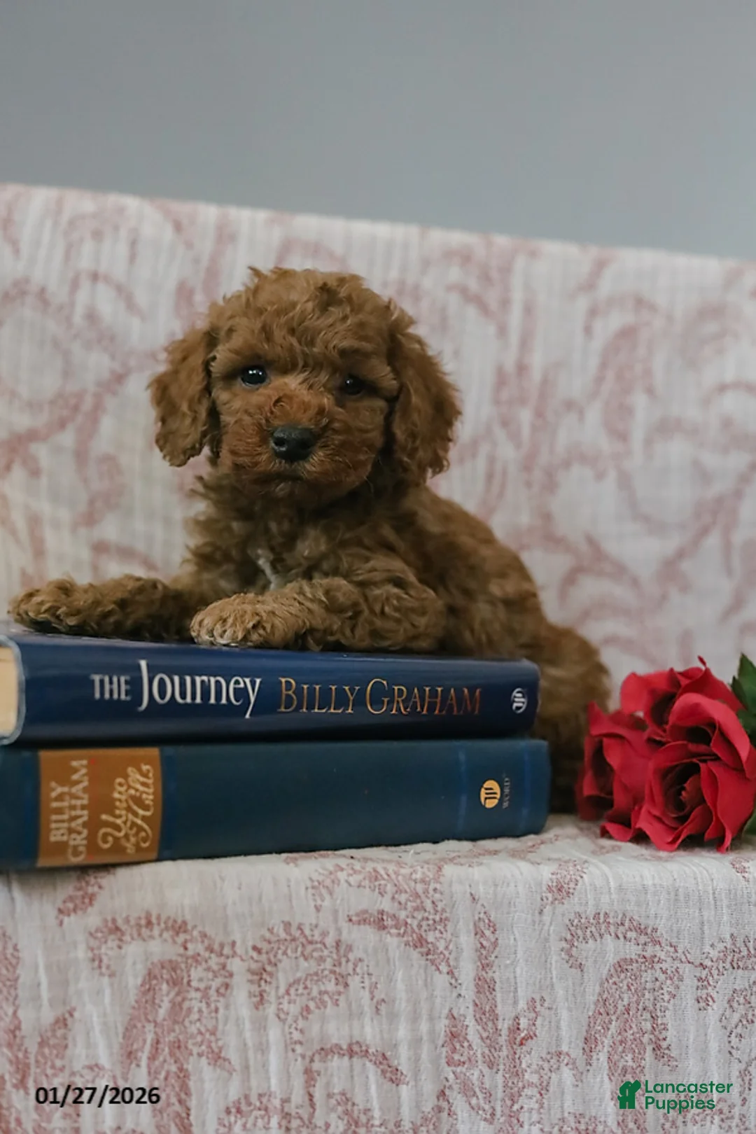 Cockapoo dogs for sale: Jason - Ad 4