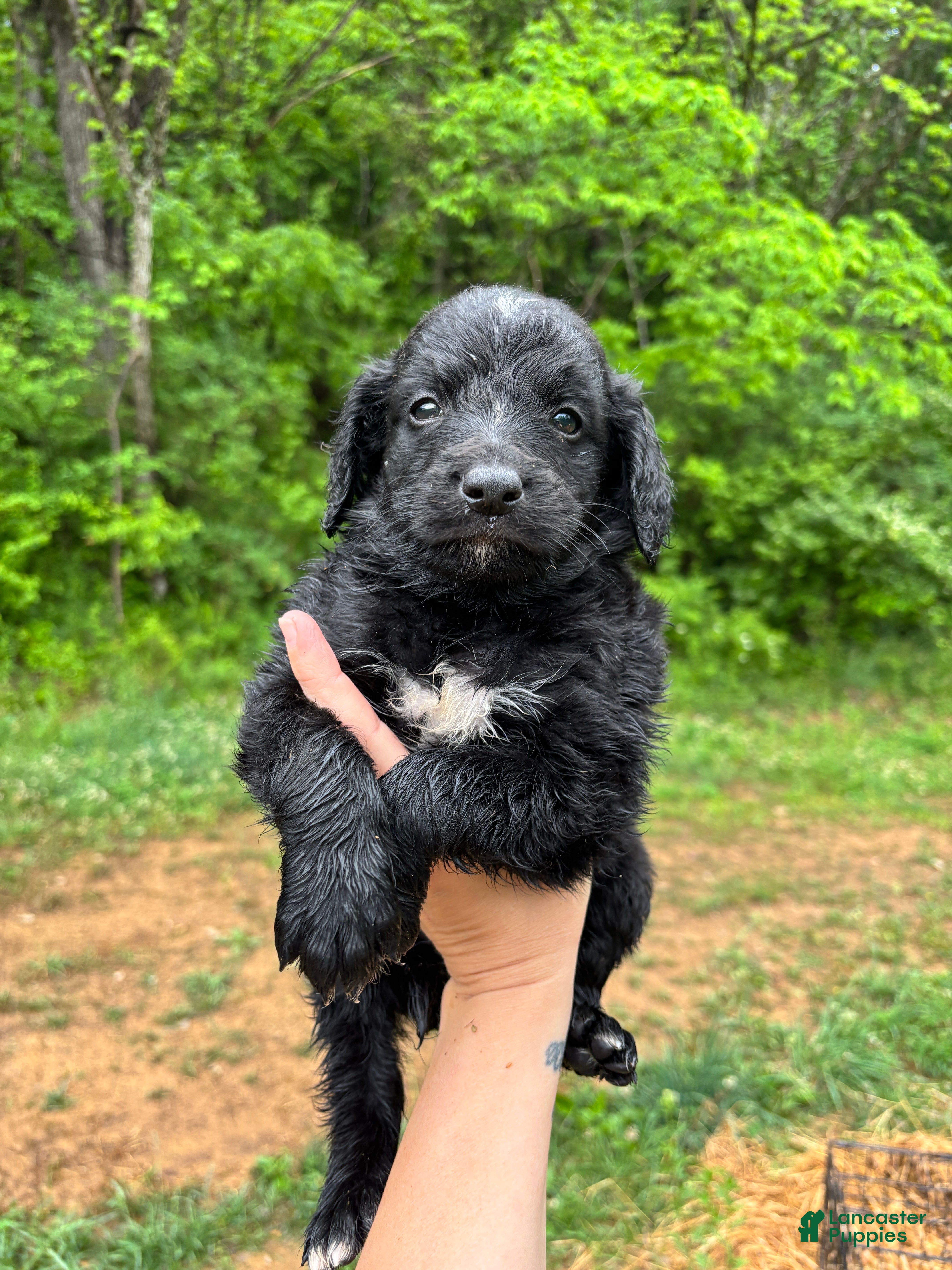 Bernedoodle dogs Bernedoodle Puppy 3 - Ad 1