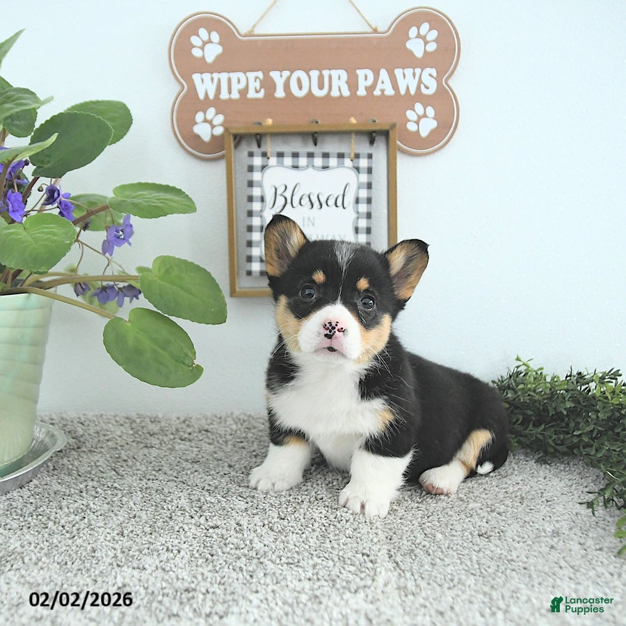 Welsh Corgi Pembroke dogs Princess - Ad 2