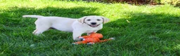 Labrador Retriever dogs for sale: Rodney - Ad 3