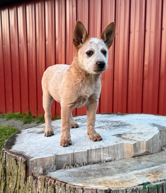 Australian Cattle Dog dogs for sale: Topeka Rose_Female - Ad 6