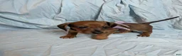 Miniature Dachshund dogs for sale: Almond - Ad 4