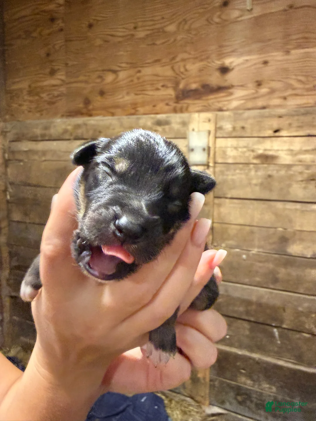 Australian Shepherd dogs for sale: Australian Shepherd 7 - Ad 7