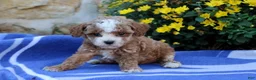 Pomeranian dogs for sale: Kayden - Ad 3