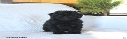 Miniature Poodle dogs for sale: Pongo - Ad 4