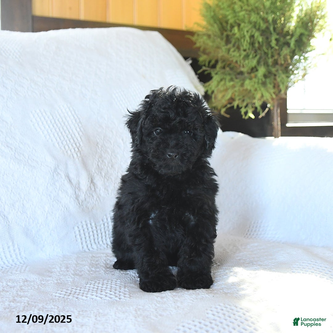 Miniature Poodle dogs for sale: Pongo - Ad 4
