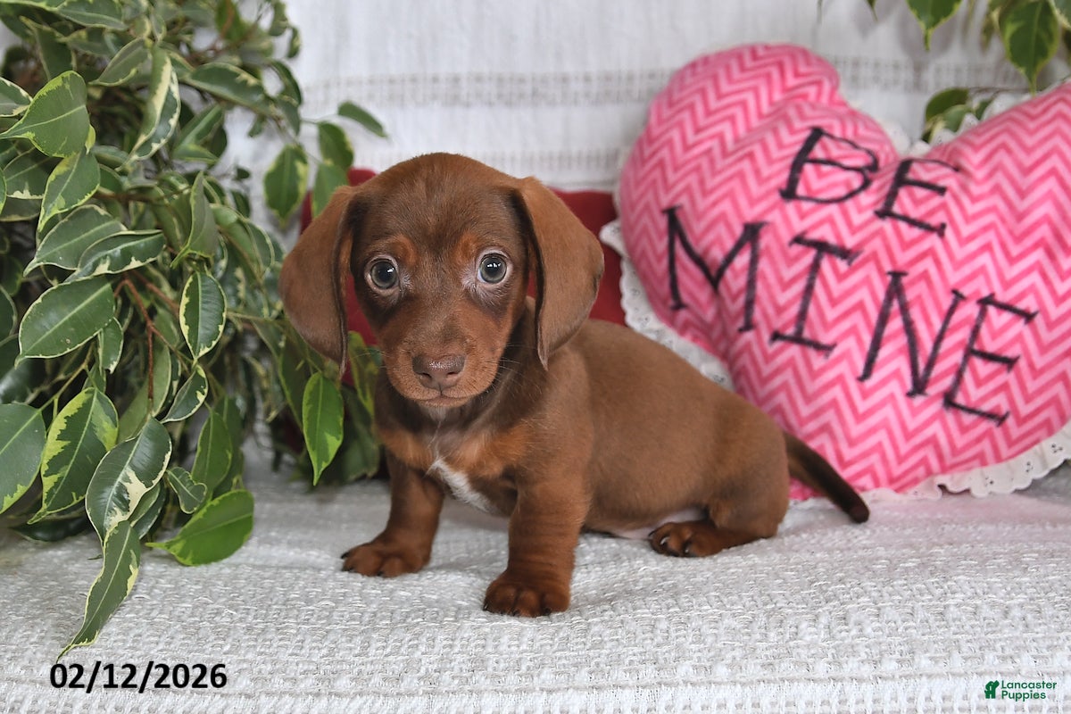 Miniature Dachshund dogs Homer - Ad 31