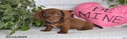 Miniature Dachshund dogs for sale: Homer - Ad 1