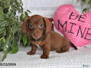 Miniature Dachshund dogs Homer - Ad 31