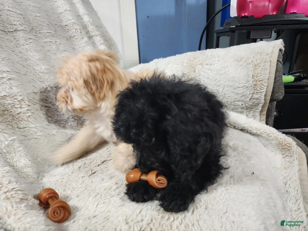 Pomapoo dogs for sale: Onyx  - Ad 1