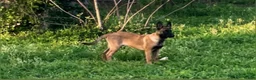 Belgian Malinois dogs for sale: Belgian Malinois 9 - Ad 1