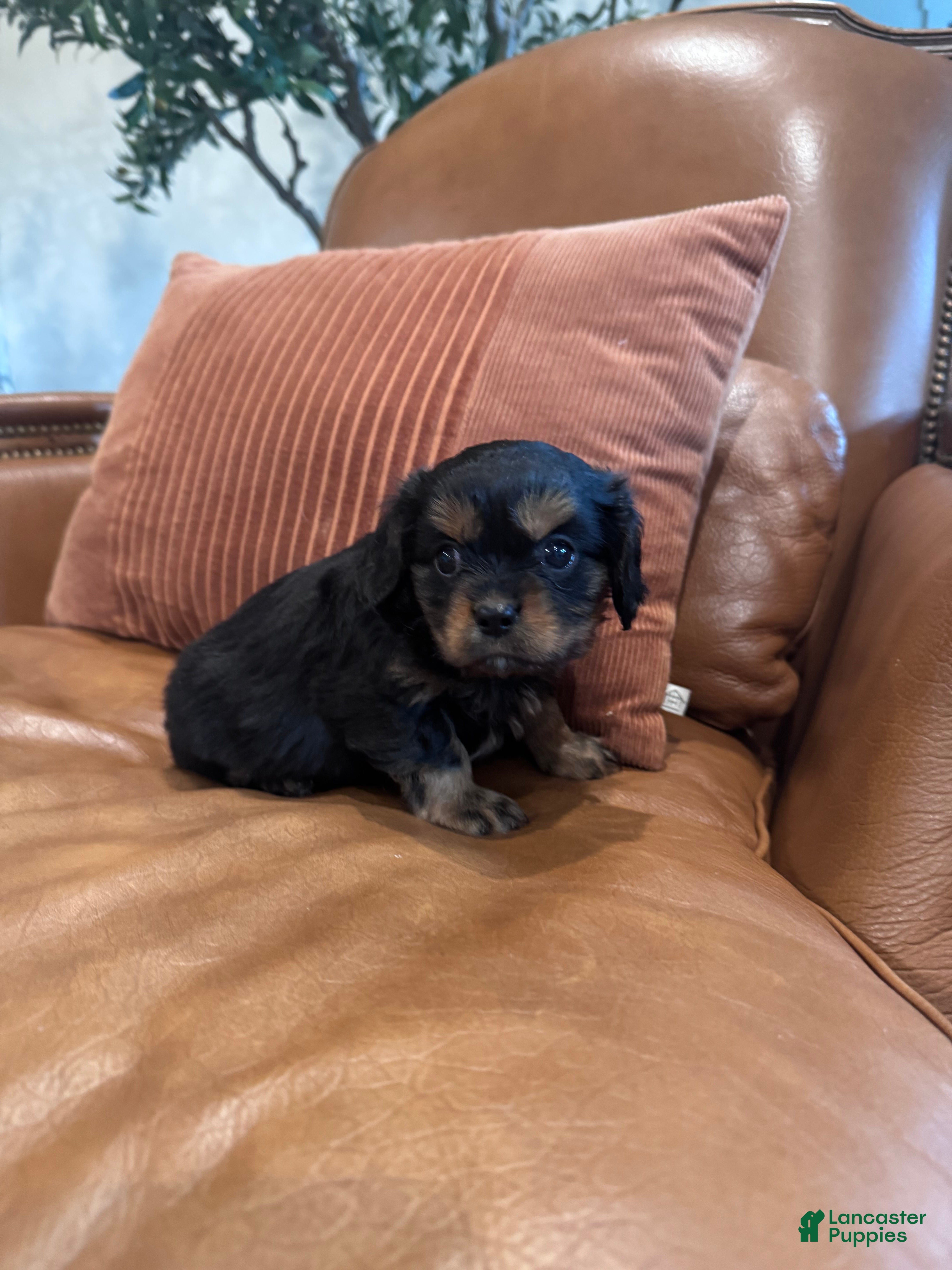 Mixed Breed dogs Mixed Breed Puppy 2 - Ad 4
