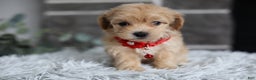 Maltipoo dogs for sale: Robin - Ad 4