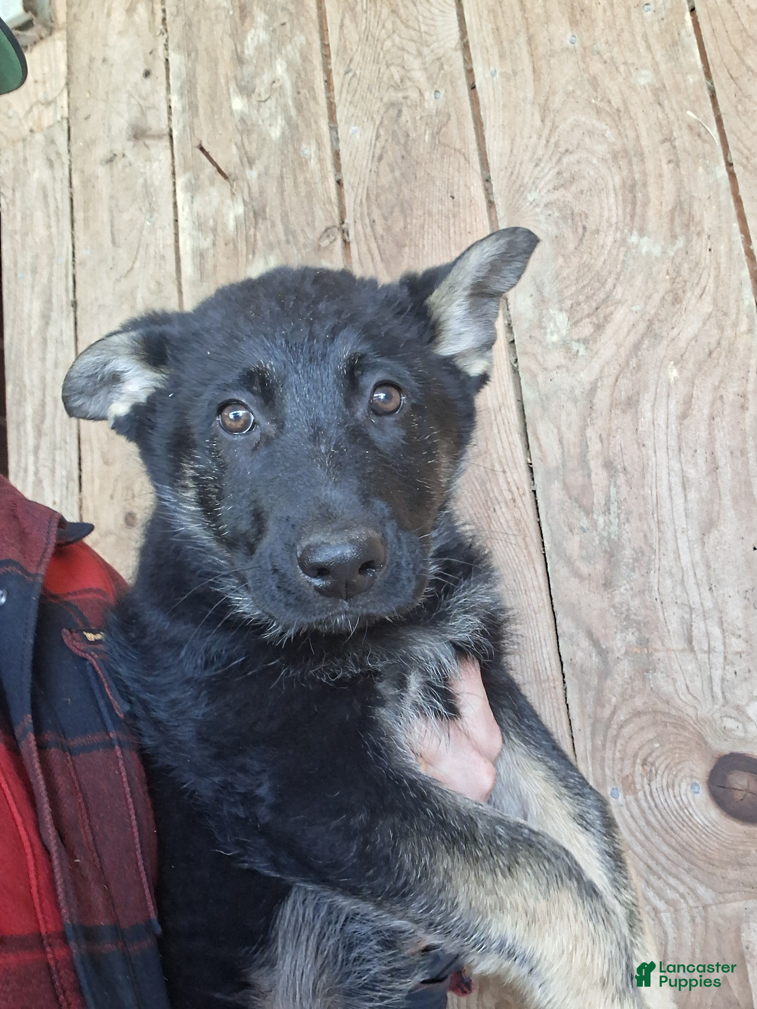 German Shepherd dogs Tina - Ad 1