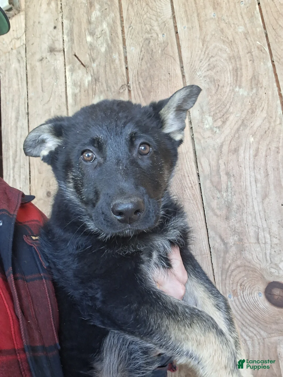 German Shepherd dogs for sale: Tina - Ad 1