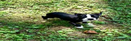 Boston Terrier dogs for sale: SALE PENDING - Ad 14