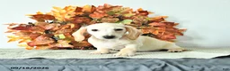 Miniature Dachshund dogs for sale: Milo - Ad 5