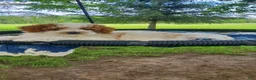 Toy Poodle dogs for sale: Riley - Ad 17