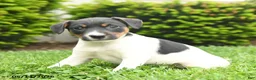 Jack Russell Terrier dogs for sale: Bertha - Ad 1