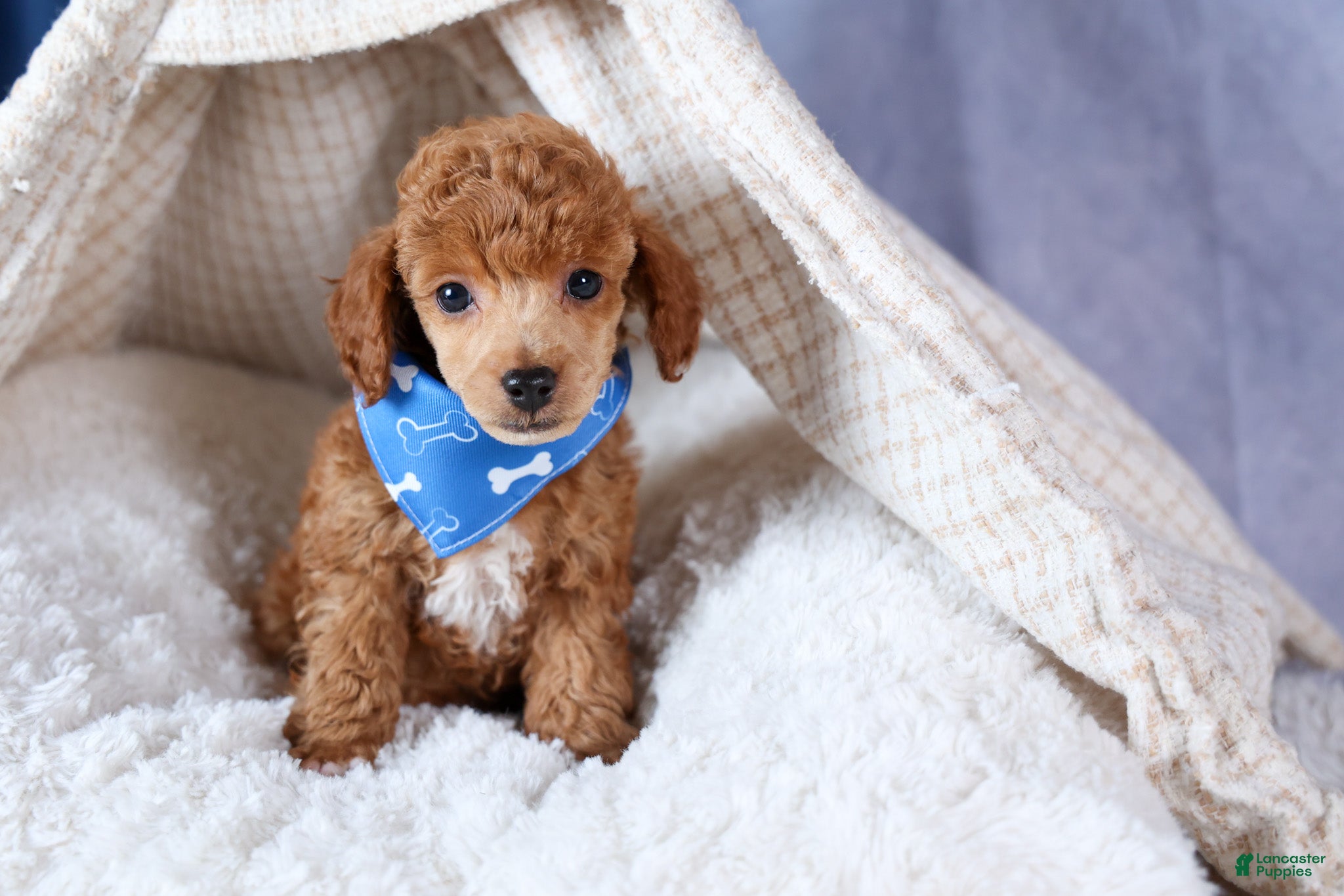 Toy Poodle dogs Tucker - Ad 2