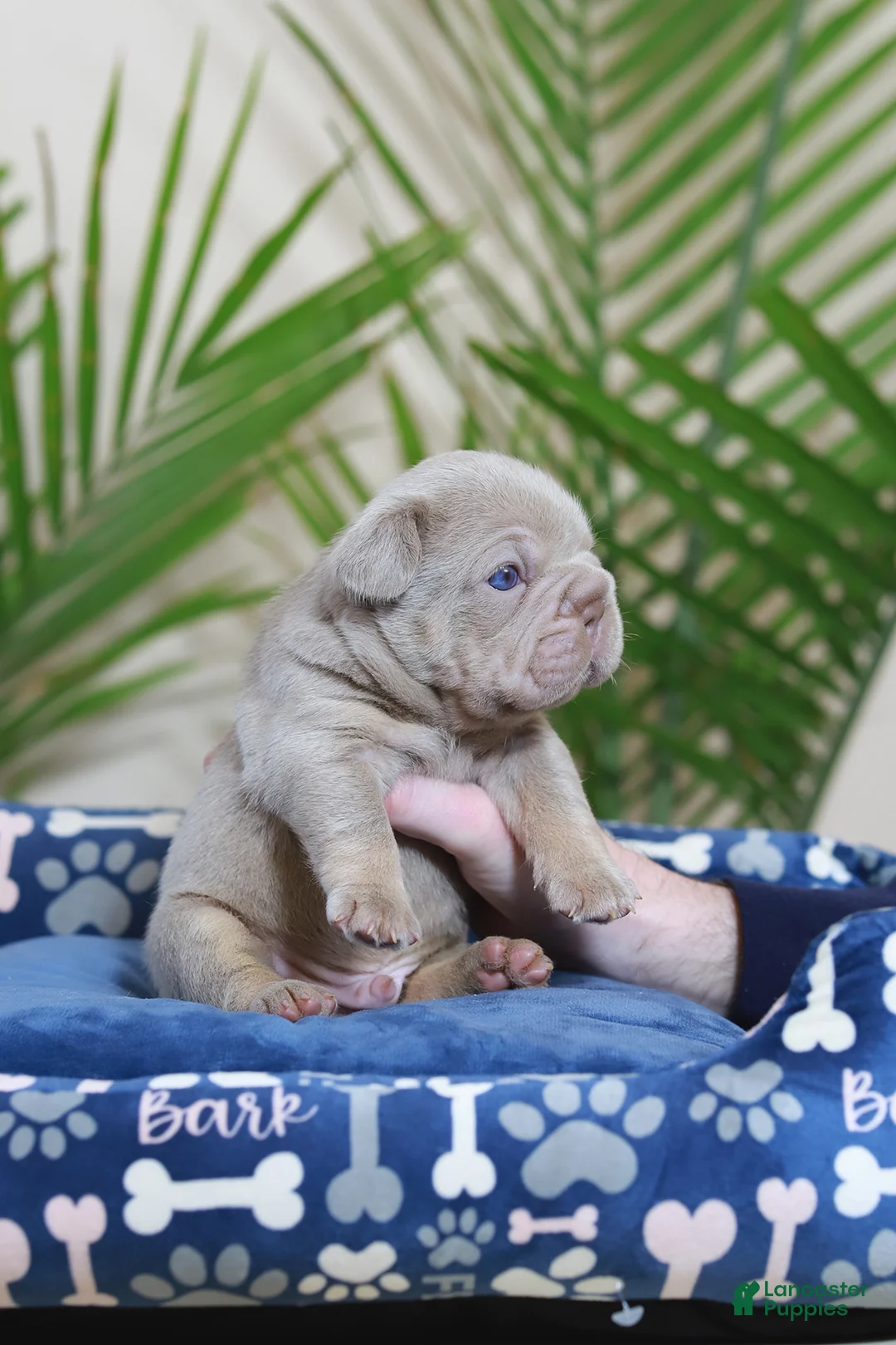 French Bulldog dogs for sale: Royal  - Ad 5