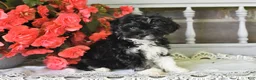 Havanese dogs for sale: Princess - Ad 5
