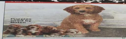 Mini Goldendoodle dogs for sale: Melody - Ad 7