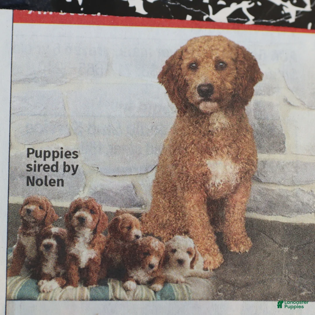 Mini Goldendoodle dogs for sale: Melody - Ad 7
