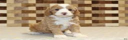Mixed Breed dogs for sale: Frank - Ad 3