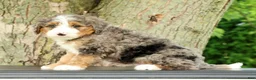 Mini Bernedoodle dogs for sale: Bingo - Ad 5