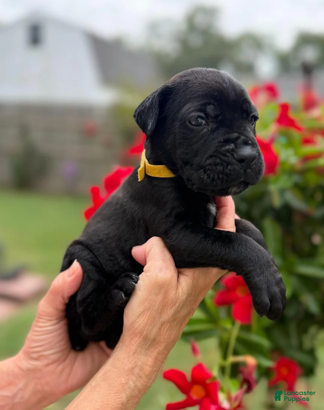 Cane Corso dogs for sale: Cane Corso (Yellow) - Ad 1