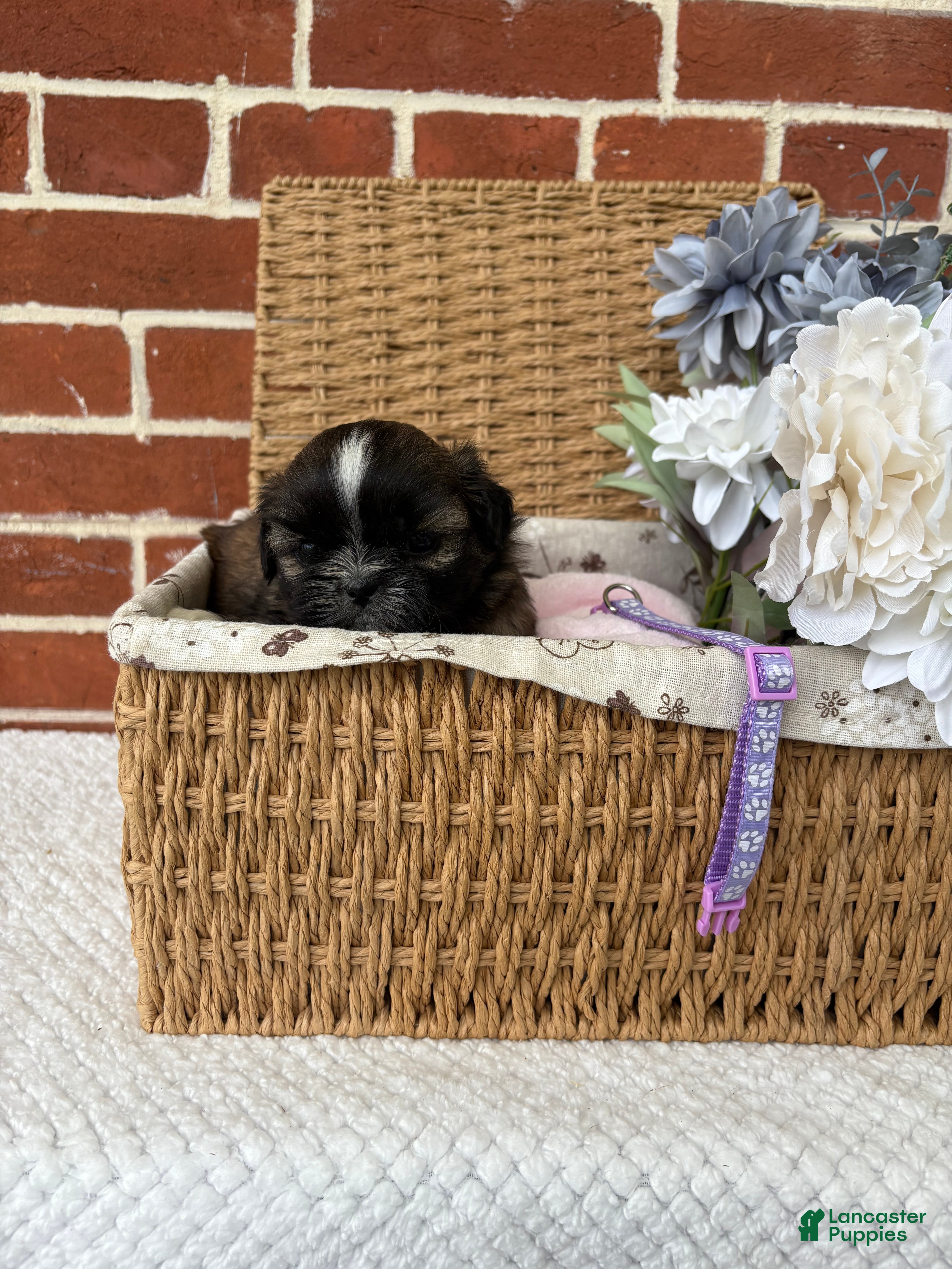 Shih Tzu dogs for sale: Lovey - Ad 8