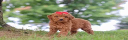 Mini Goldendoodle dogs for sale: Elvira - Ad 5