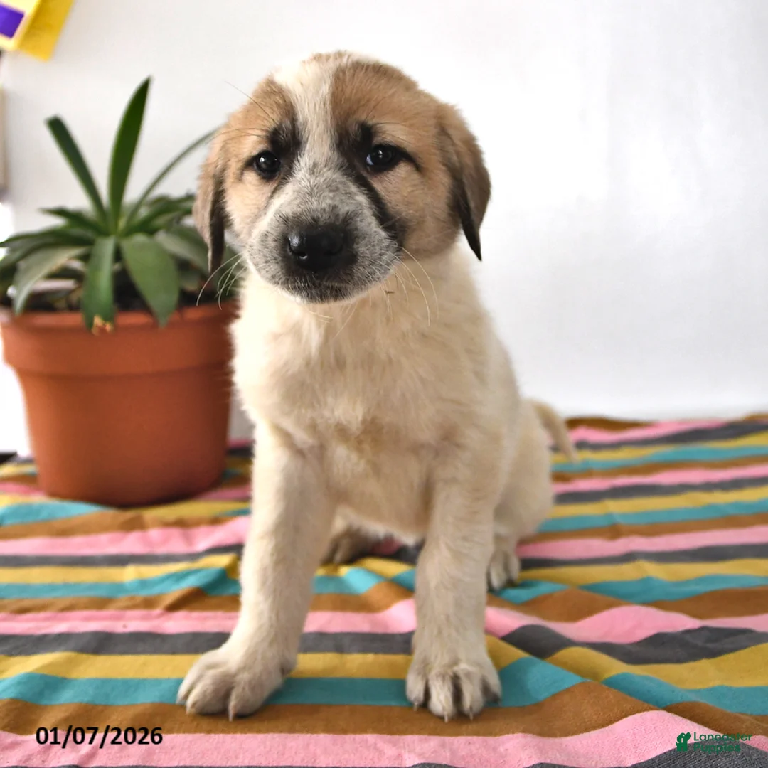 Mixed Breed dogs for sale: Lilly - Ad 2