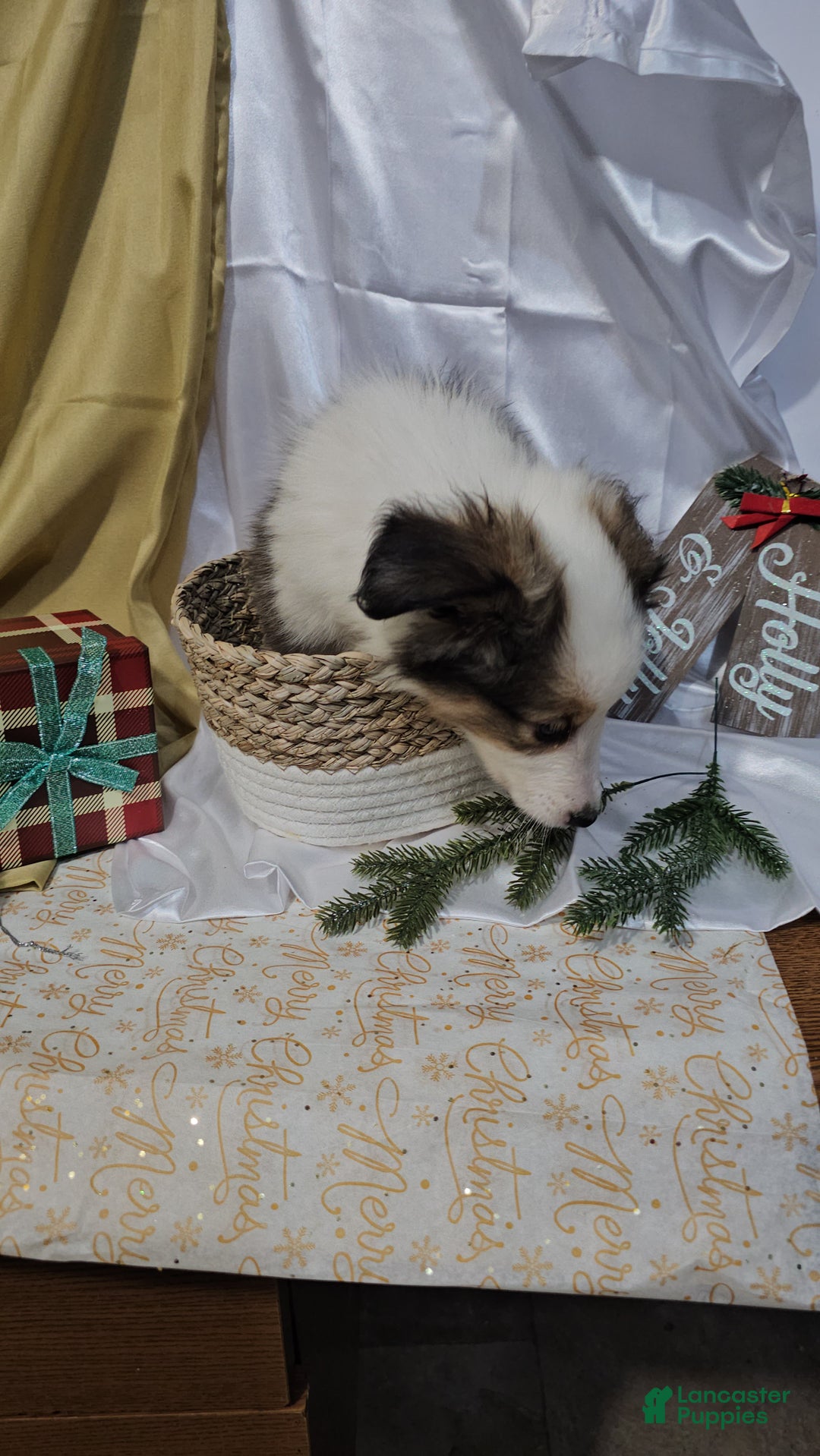 Shetland Sheepdog dogs for sale: Jingle - Ad 3