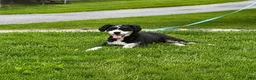 Mini Bernedoodle dogs for sale: Kricket - Ad 7