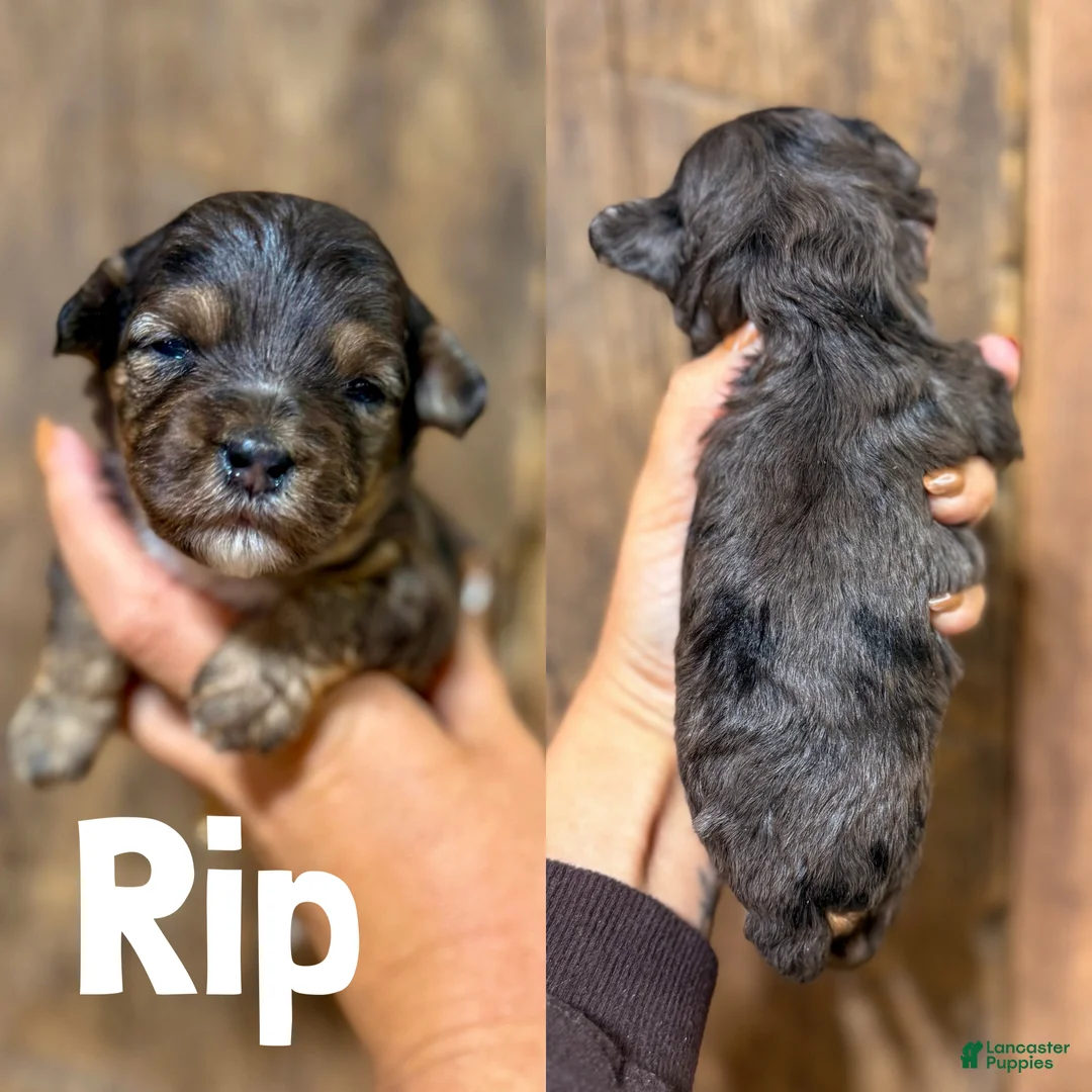 Cavapoo dogs for sale: Rip F1b Cavapoo Boy 🐶 - Ad 1