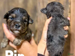 Cavapoo dogs Rip F1b Cavapoo Boy 🐶 - Ad 22