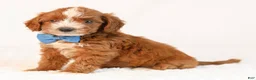 Mini Goldendoodle dogs for sale: Koda - Ad 2