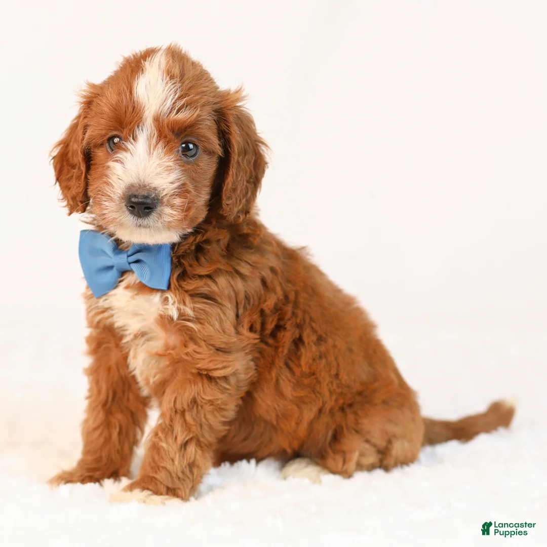 Mini Goldendoodle dogs for sale: Koda - Ad 2
