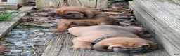 Bloodhound dogs for sale: Bloodhound Puppy 7 - Ad 27