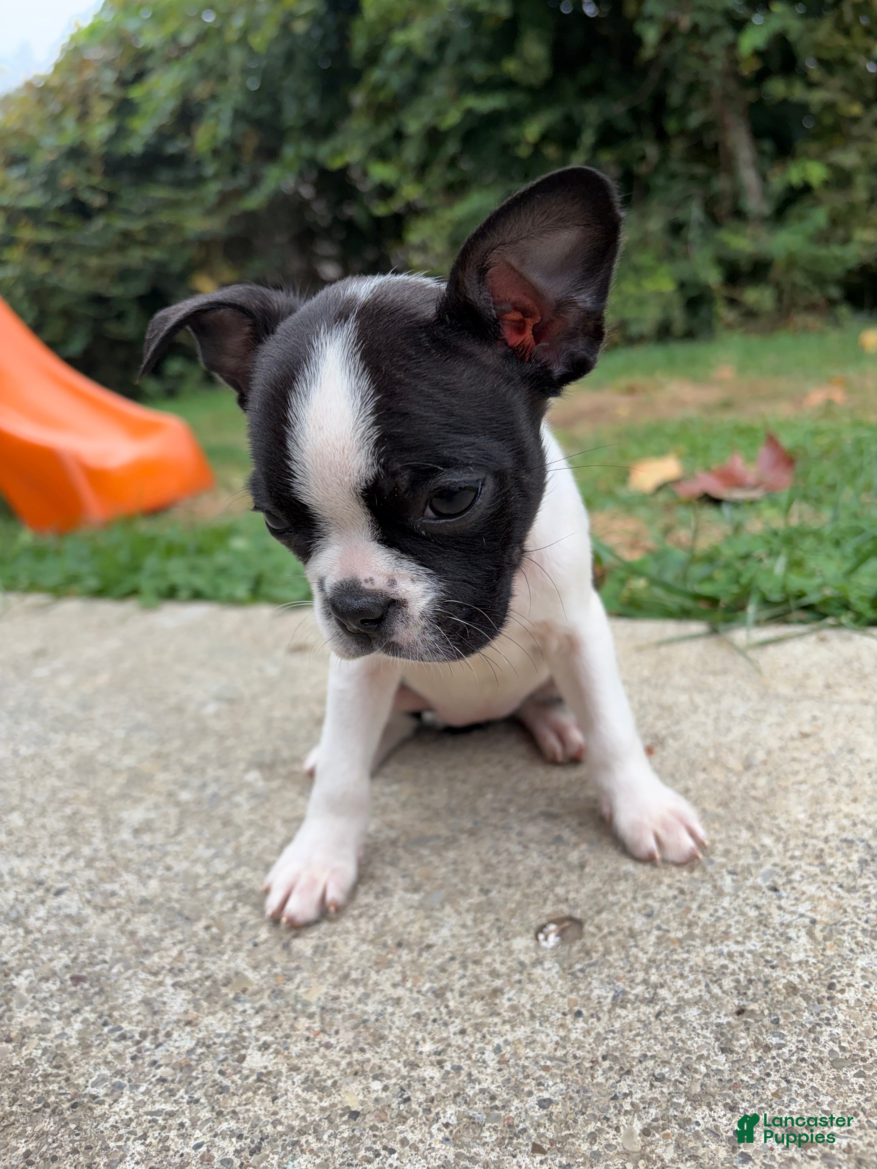 Boston Terrier dogs for sale: Boston Terrier 5 - Ad 19