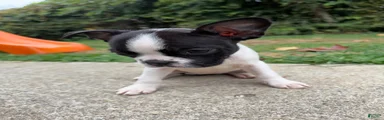 Boston Terrier 5