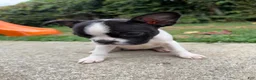 Boston Terrier dogs for sale: Boston Terrier 5 - Ad 1